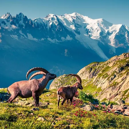 Grand Roc - Happy Apartamento